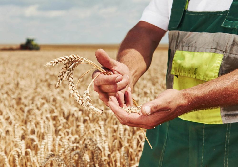 terra-energia_agrar_000163